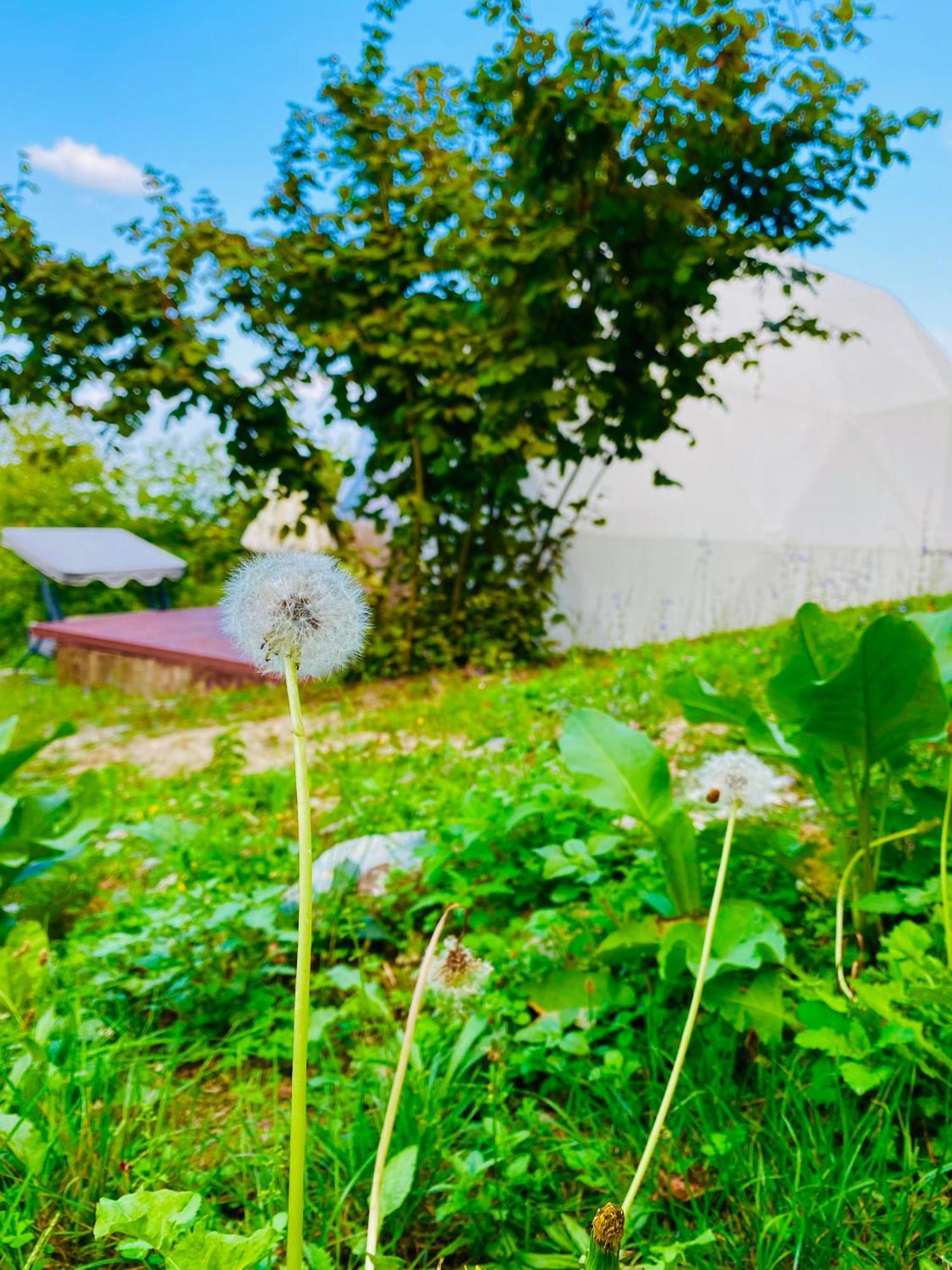 Phalesia Glamping Otel Sapanca Ngoại thất bức ảnh